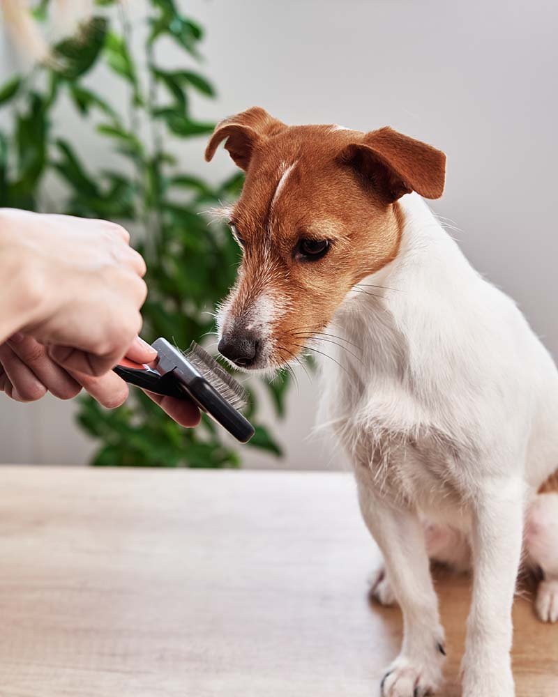 Peinando perrito